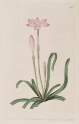 Zephyranthes rosea